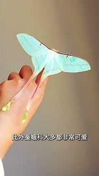 Discover the fascinating life cycle of silk worms