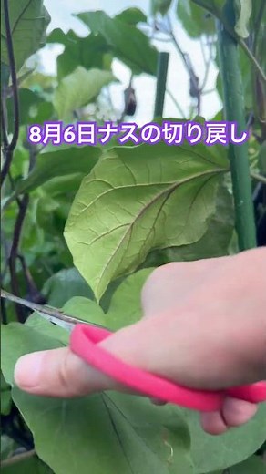 ナスの切り戻し#家庭菜園 #ナス#茄子