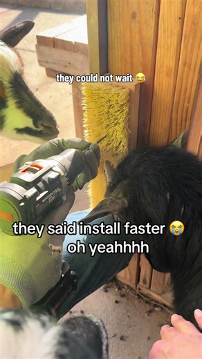 The goats said install faster 😭🐐 oh yeahhhh😂#goats #nigeriandwarfgoats #farmlife #funnyanimals #pets