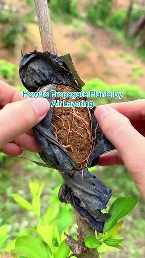 How to Propagate Plants by Air Layering - Gardening Tips