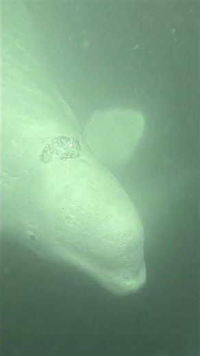 Inches Away from the World's Cutest Beluga Whales 🐋❄️ #churchill #belugawhale