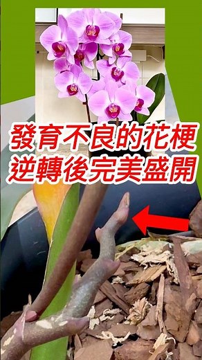 14年的蝴蝶蘭也能盛開12朵燦爛的花朵 #蘭花 #蝴蝶蘭怎麼養 #蝴蝶兰怎么养 #蝴蝶兰 #兰花 #兰花的种植方法 #蘭花種植法 #orchid #蝴蝶蘭花期照顧 #蝴蝶兰花期养护 #種蘭花的方法