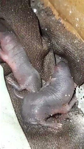 suara asli tikus monster