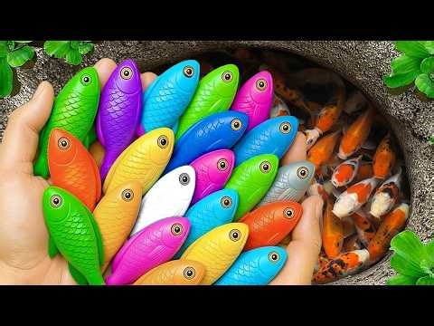 8 Minutes Satisfying with Catching Beautiful Fish, Baby Ducks, Crabs, Pencil Fish, Guppies, Betta 🐟