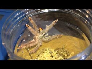 Tarantula Feeding Video #5