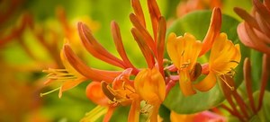 Identifying and Treating Honeysuckle Diseases | DoItYourself.com