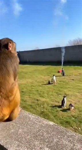 Monkey's Hilarious Firecracker Prank! 🎇😂 #monkey #funnyanimals #prank
