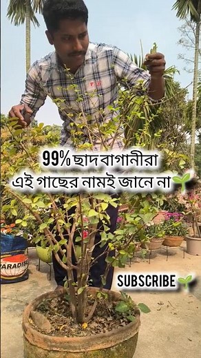 99% Chad Baganira ei gachtir namei jane na 🌱 #youtubeshorts #ytshorts #shortvideo #gardening #shorts