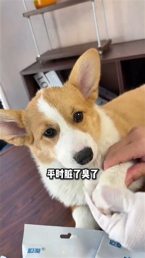 Quick Fix: Hand Sanitizer as a Dog Bath Substitute