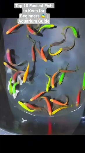 Top 10 Easiest Fish to Keep for Beginners 🐠 | Aquarium Guide #colorfins #fish #beginer #aquarium