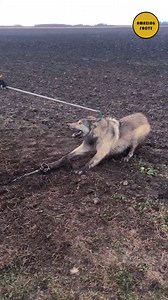 809K views · 10K reactions | Did you know that Wolves mate for life? #explore #viral #knowledge #education #viralreel #explorepage #history #research #wolfpack | Amazing Facts | Facebook