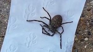 Huntsman spider hides behind toilet roll