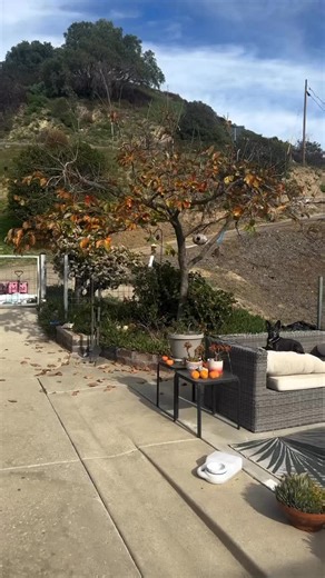 🩷 SPECIAL 6 POUND LITTLE LADY 🩷 Morena is one of the most affectionate pups we’ve ever met — a true little lovebug who adores curling up close and snuggling under the covers with her person. At 12 years old, Morena is perfectly potty trained, easy and a joy to have around. Rescued by DaisyLu Ranch from Baldwin Hills Shelter in California, Morena may be just 6 pounds, but she is fearless, full of life, and has so much love still to give. If you’re looking for a tiny companion with a huge heart,