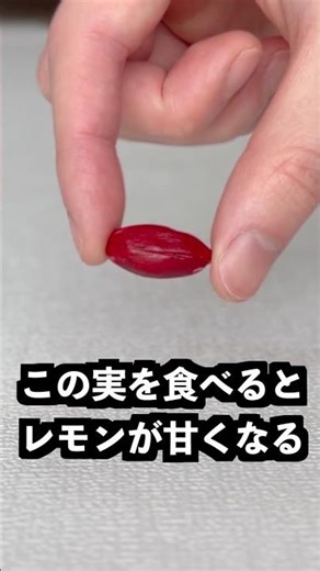 レモンが甘くなる実を食べた後に世界一酸っぱい飴を舐めれば世界一甘くなるはず！