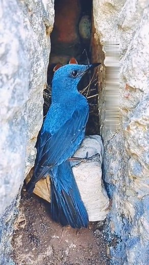 Blue Rock Thrush Feeds Baby's Blue Rock Thrush Breeds in open Mountainous areas. It Nests in Rock Cavities and Walls and Usually Lays 3-5 Eggs #blueRockThrushFeeds #BlueRockThrushBird #blueRockThrushsound #blueRockThrushcall #RockThrushsinging #birdwatching #fypシ゚viralシfypシ゚viralシalシ #fbreels #fbreelsfyp #fbreelsvideo #naturelovers #wildbird #worlds_amazing_picture | World's Amazing pictures