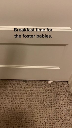 #foster #kitten #rescue #cat #calico #blackcat | Kitten Meowing