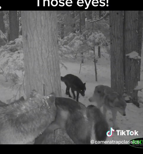 Alpha Male Wolf Convention: One-Eyed Dominant Male Caught on Camera