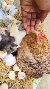 how to hatch chicken eggs without an incubator🐔🥚🐣 Learn how to hatch chicken eggs naturally at home without using an incubator. This video shows the simple, traditional method using a broody hen for successful hatching. | Animals Life