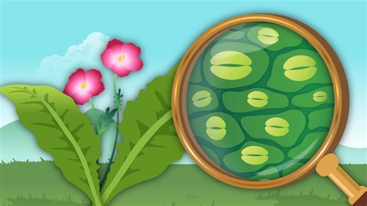 Crash Course Botany: Episode 4: What Do These Creepy Plant Mouths Do?