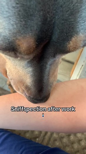 Dog Sniffing Crutches: Exploring the World of Sniffspection