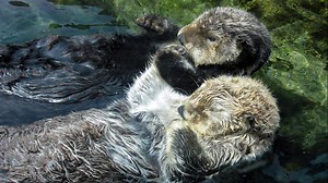 Watch animal livestreams while social distancing during coronavirus pandemic