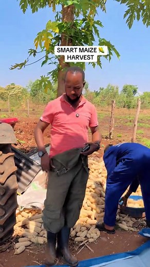 Effective Maize Harvesting Techniques