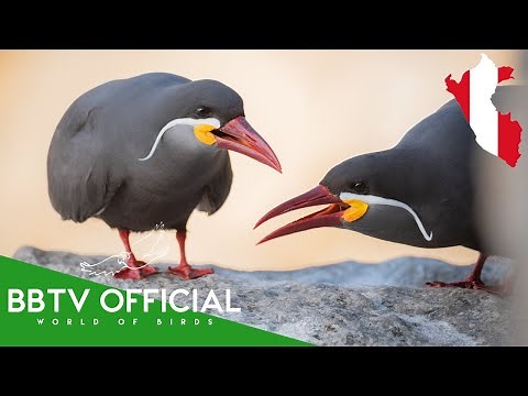 Birds Of Peru | Most Beautiful Birds In The Peru | Wildlife Documentary | BBTV Official