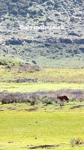 26 reactions | “Disconnect to reconnect — nature always knows the way. ”#BackToNature #OutdoorLife #AdventureLovers #CampingTrip #HikeMoreWorryLess | Ethio Hiking Community | Facebook