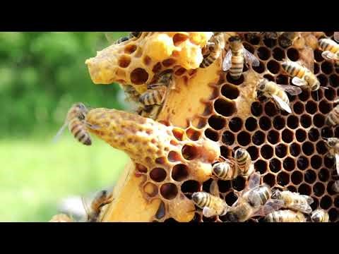 Splitting a Hive with Queen Cells Using a Queen Castle