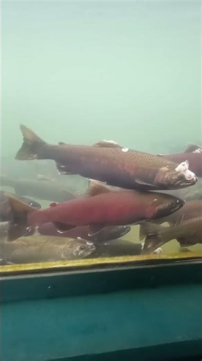 Coho by Sophie #fish #salmon #coho #cohosalmon