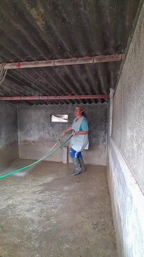 Caring for Pigs: Water Play in Enclosure