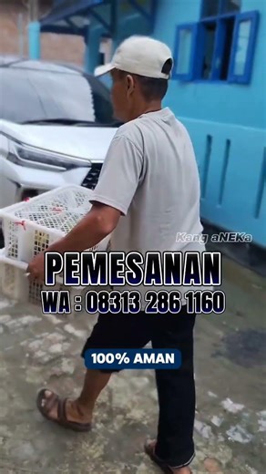 Proses Pengiriman 120 Ekor DOE Lokal Super #shorts #doe #dod #doc