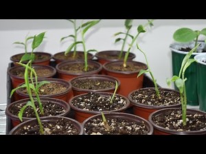 1 month GINGER update | Planting ginger seedling outdoor, pots size & soil mix