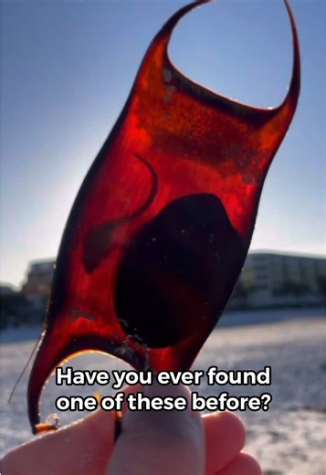 Have you ever found a Mermaid’s Purse? 👀🐚👇 This one is alive — and in the video you can actually see the baby skate moving inside, with the yolk sac still attached (that thin cord you’re noticing). Mermaid’s purses are egg cases from skates, sharks, and rays. This one appears to be a skate egg, which is closely related to rays and sharks. If you ever find one that’s plump, sealed, and moving, best practice is to gently return it to the water near where it washed in. 💫 Video cred: Carly Anell