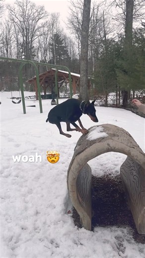 fun dog training! #doberman #agility #dogtraining #dogshorts #dogshortstrending #funnydogvideos