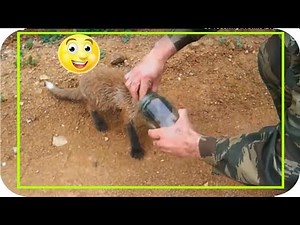 So Touching !! ANIMAL ASKS for people's help