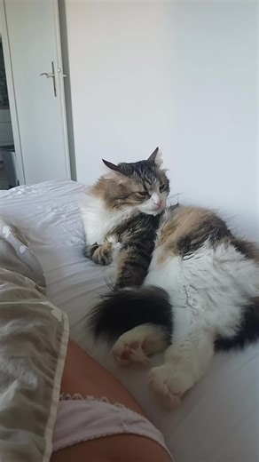 Beautiful cat (@beautiful.cat89)’s videos with Paradis - Cellar Kid