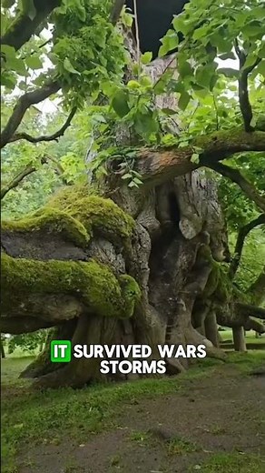 The 1,200-Year-Old Tree Standing Since the Viking Age! 🌳