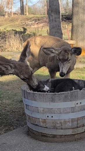 That cat's getting pampered 😻 | Daily Mail Video