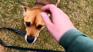 1.8K views | Anderson County PAWS on Reels | Facebook