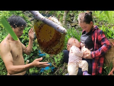 Exploiting giant honey bee nests for raising, the right way to build wooden crates for bees