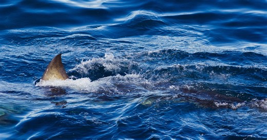 Shark attack survivor joins "Shark Week" special