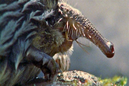 There's a rare and mystifying animal in the Pyrenees that looks like a tiny, furry elephant – known as a 'trumpet rat' | Discover Wildlife