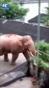 Wild Asian elephant stealing a bag of rice from a village home in Yunnan, China. | China Xinhua News