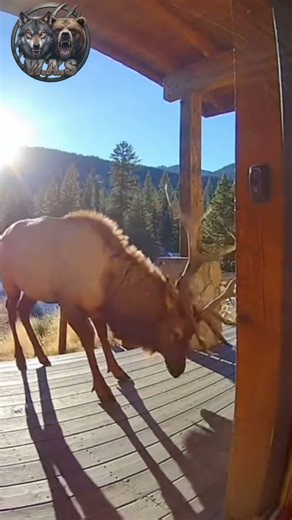 CAUGHT ON CAMERA: Massive Bull Elk Attacks Front Door with Giant Antlers! 😱🦌🏠