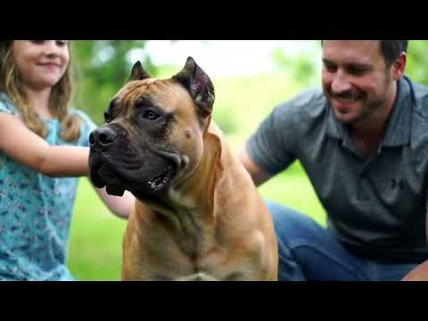 Cane Corso Facts You MUST Know Before Getting One! 🐶 | Temperament, Training & Care Guide