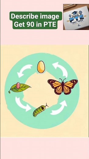 🌸 Butterfly Life Cycle Explained | PTE Describe Image Practice | Gold Egg to Yellow Butterfly 🦋