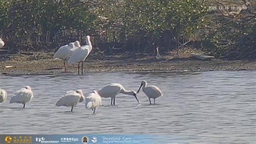 黑琵降落前，鼓動翅膀駕馭氣流，在恰到好處的瞬間，輕輕落地。 Before landing, the Black-faced Spoonbill beats its wings to ride the air currents, touching down gently at just the right moment. #http://www.youtube.com/channel/UCPj-5Q1uep2A-t5Ret2g0FQ/live #BFSA #水鳥直播(Shorebird Cam) #黑面琵鷺(Black-faced Spoonbill) #中華電信臺南營運處(Tainan Branch of Chunghwa Telecom Co.,Ltd.) #財政部國有財產署(National Property Administration, Ministry of Finance) #合作金庫銀行(Taiwan Cooperative Bank) #雲嘉南濱海國家風景區管理處(Southwest Coast National Scenic Area Headquaters ) | 