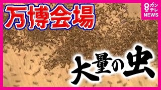 Swarm of Insects Causes Panic at Osaka Expo's Giant Ring