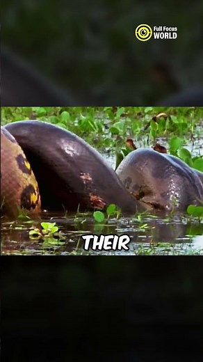 Longest Snake in the Jungle 🤯